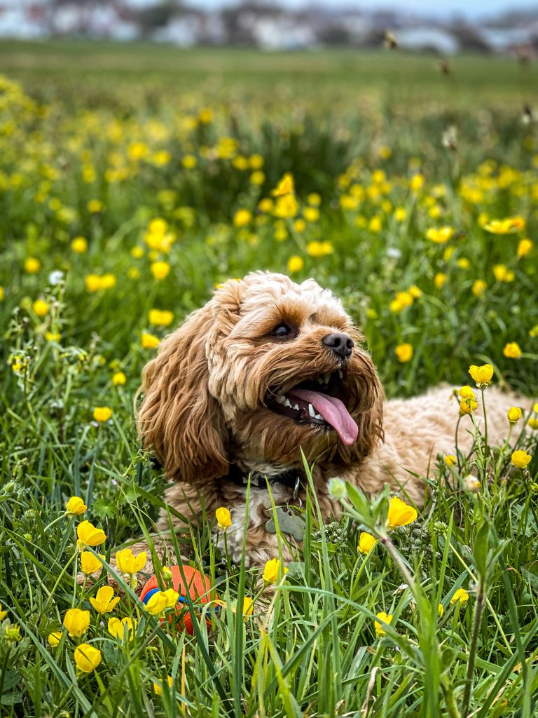 Reggie in buttercups